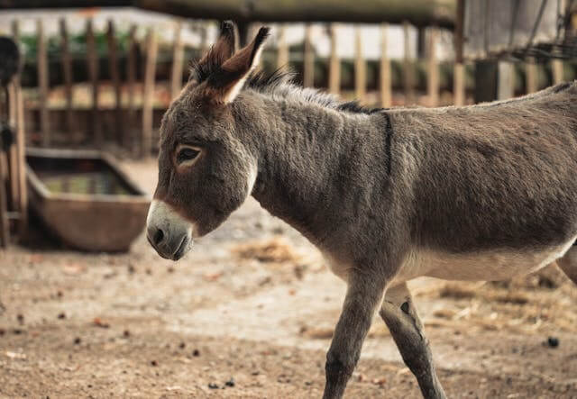 Burro as a slang word in Spanish
