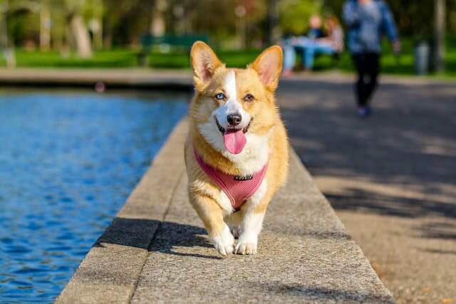 Perro as a slang word in Spanish